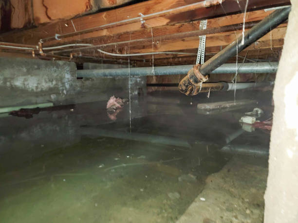 Best Carpet water damage restoration  in Salamanca, NY